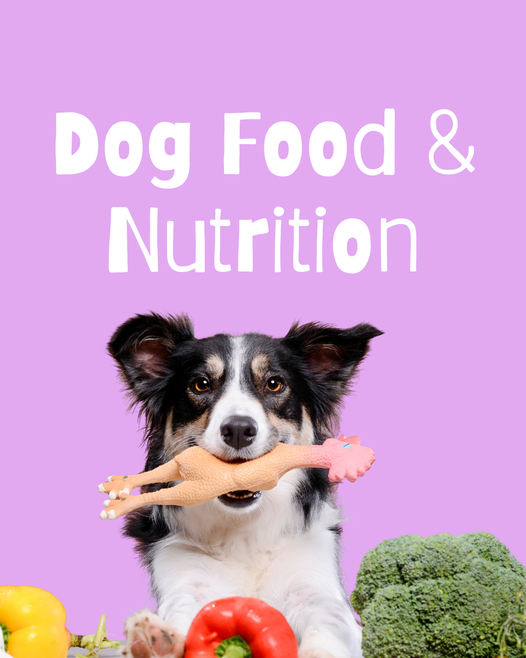 Dog Food & Nutrition