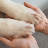 Dog paws being held by owner during winter paw care check