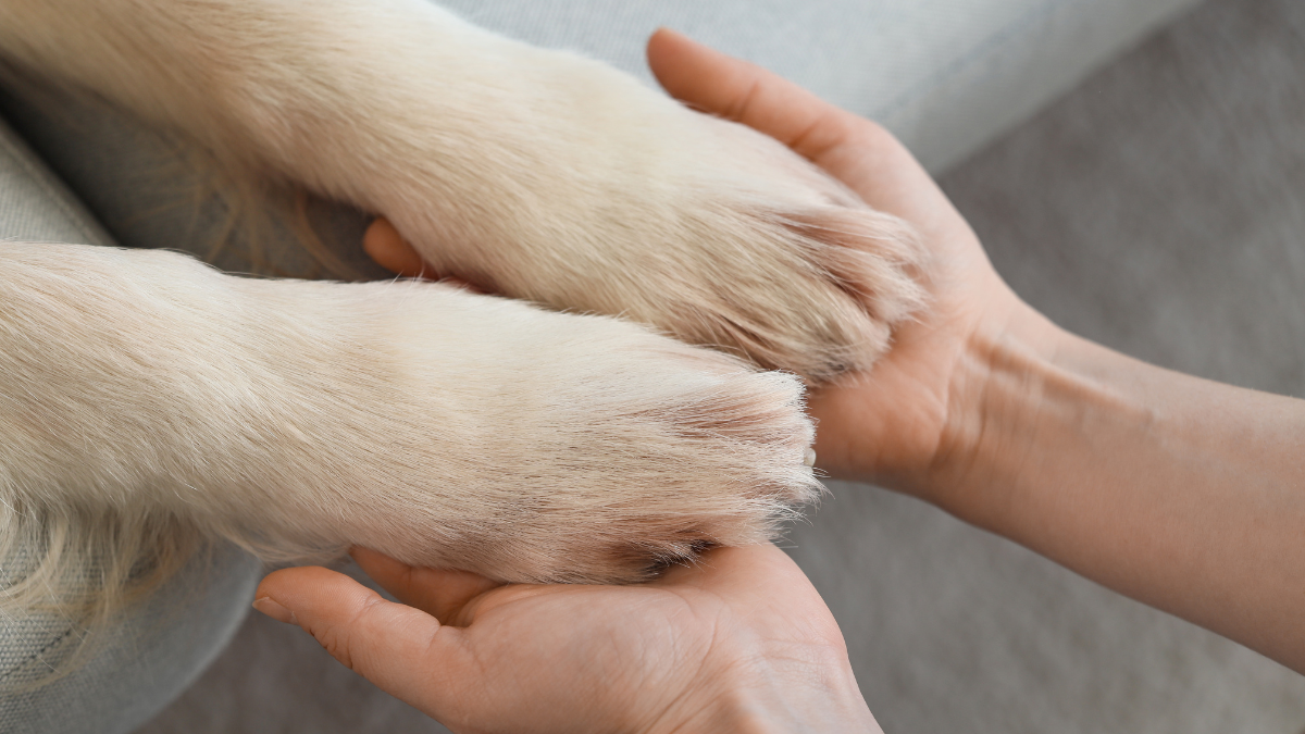 Dog paws being held by owner during winter paw care check